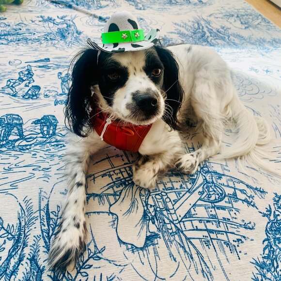 Meet your Posher, Pete - Picture 1 of 1